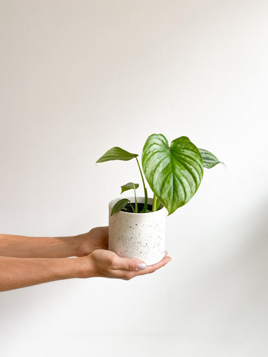 Marie (Philodendron) - Alma Plantes