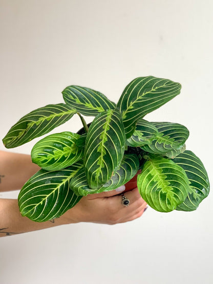 Marion (Maranta) - Alma Plantes