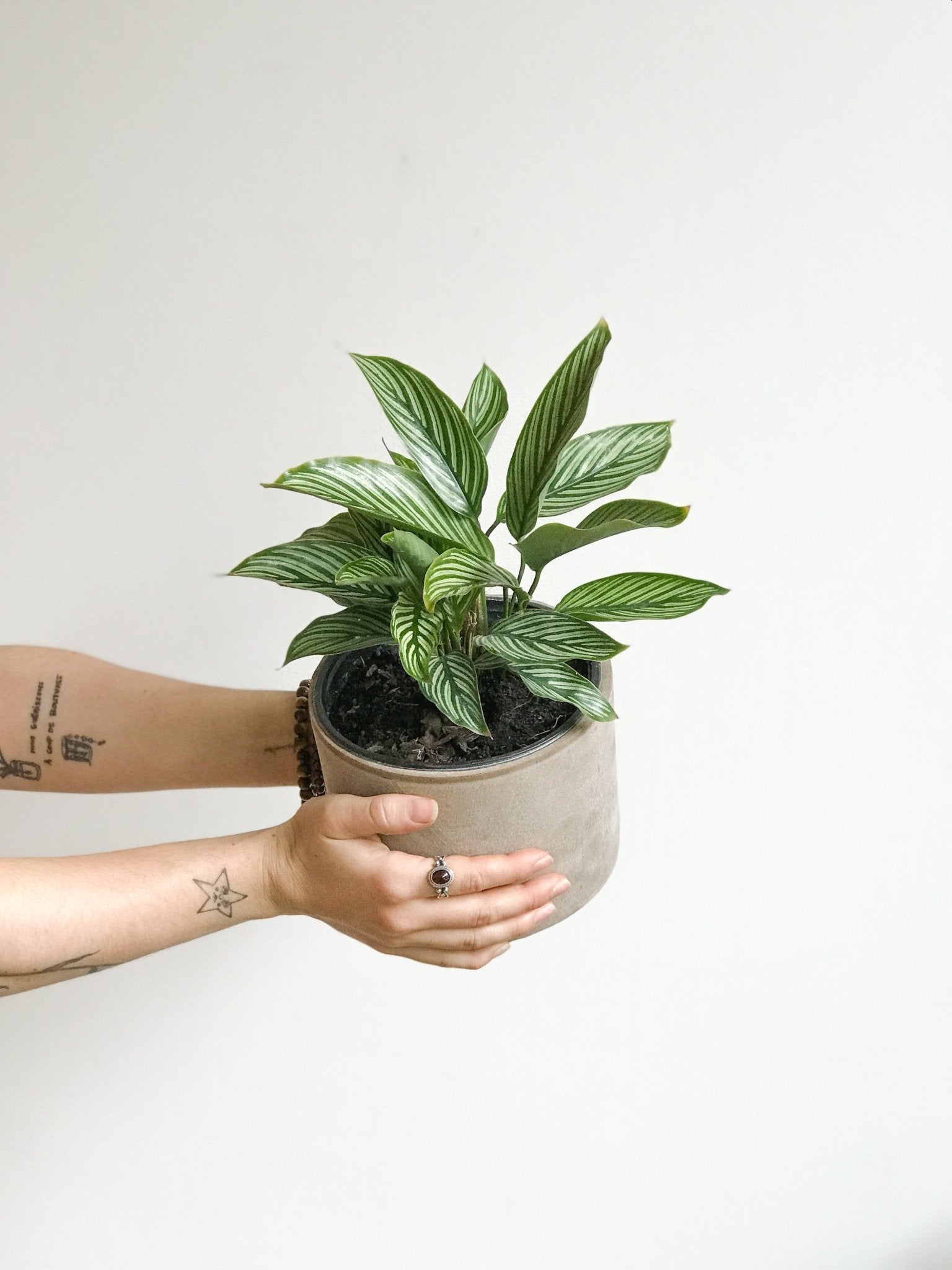 Marjorie (Calathea) - Alma Plantes