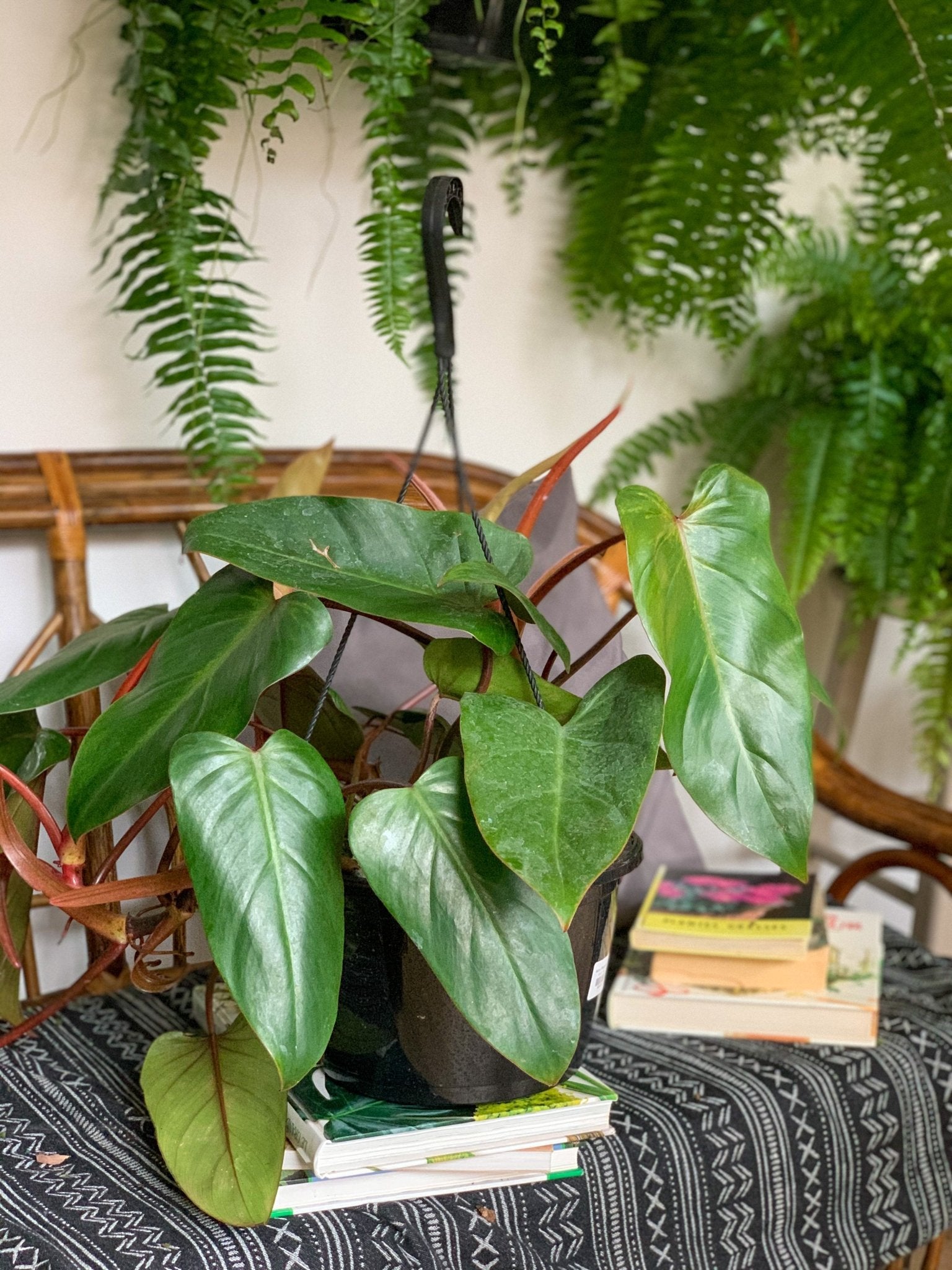 Mathis (Philodendron) - Alma Plantes