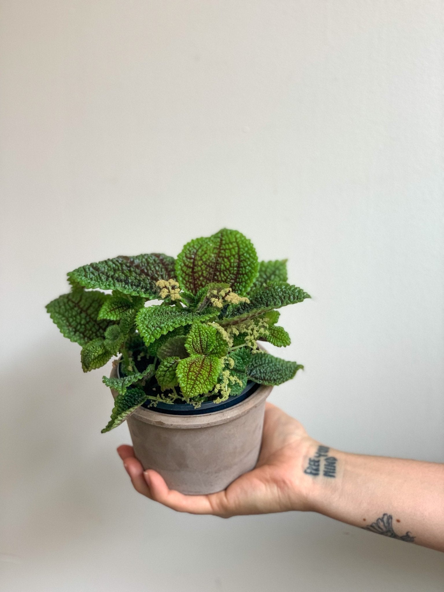 Maurice (Pilea) - Alma Plantes