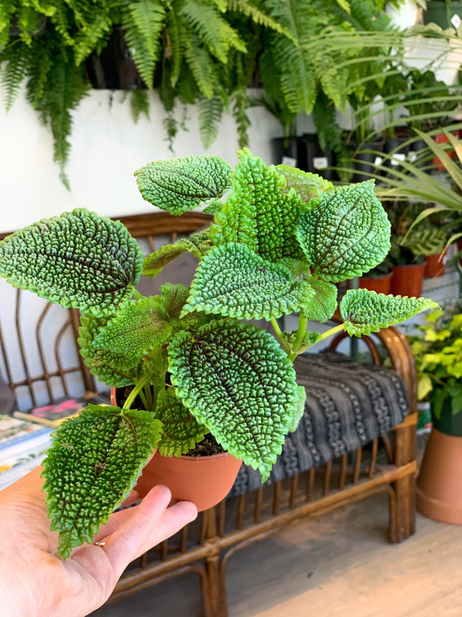 Maurice (Pilea) - Alma Plantes