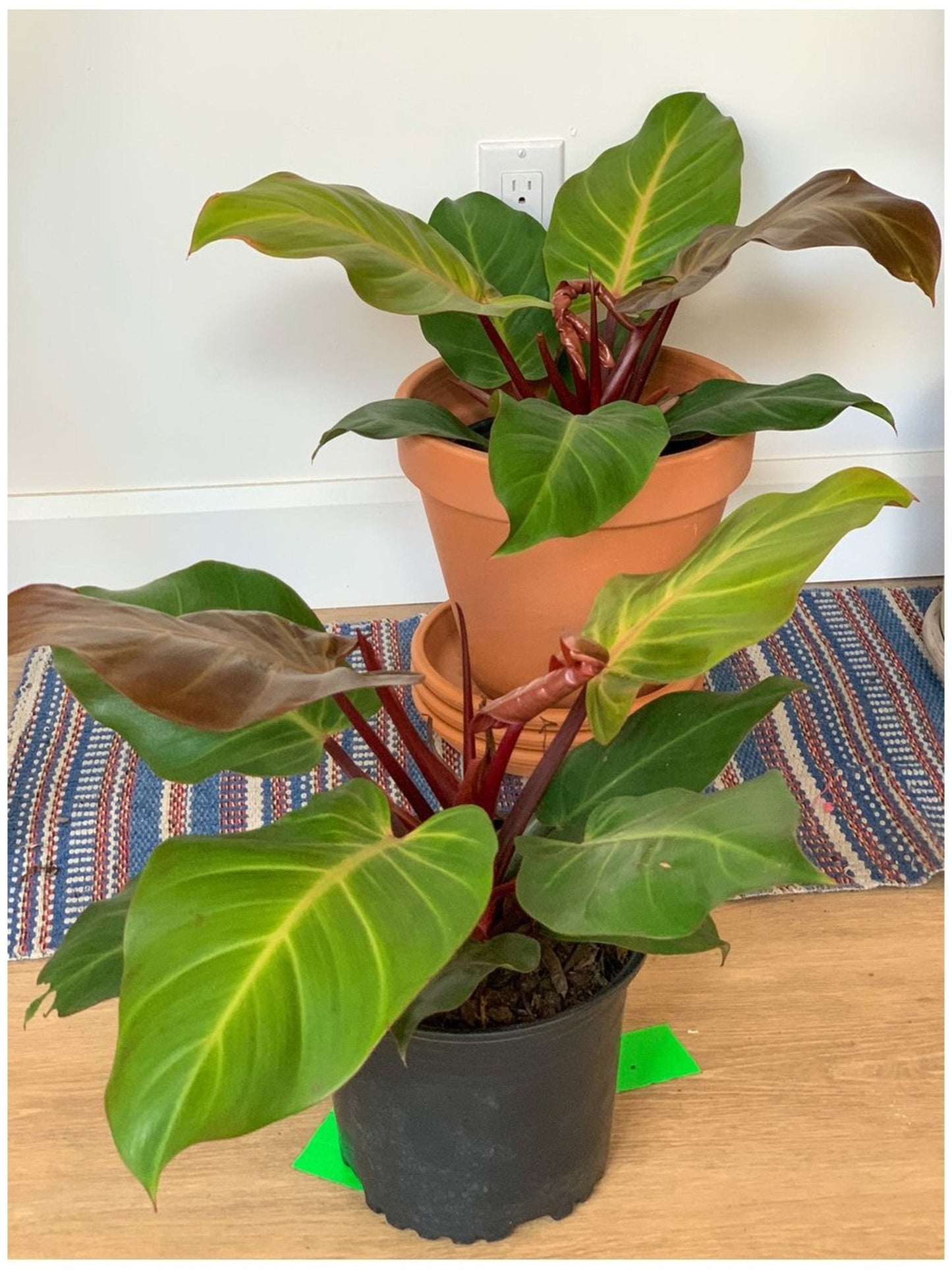 McColley (Philodendron) - Alma Plantes