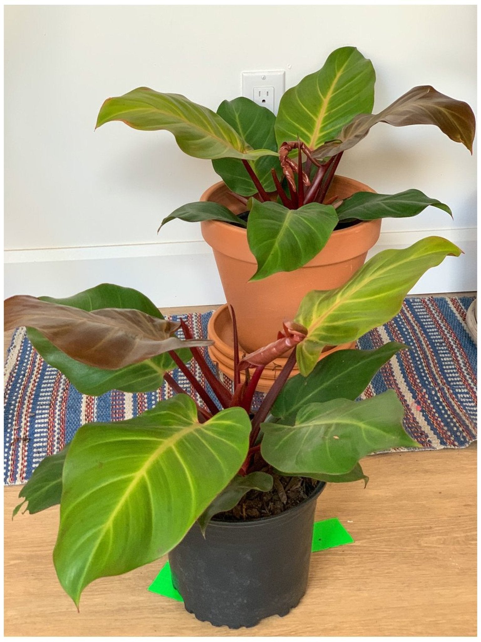 McColley (Philodendron) - Alma Plantes