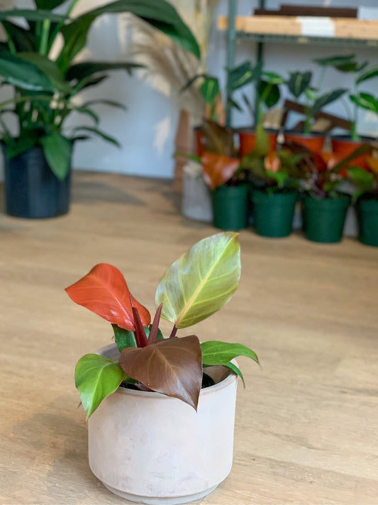 McColley (Philodendron) - Alma Plantes