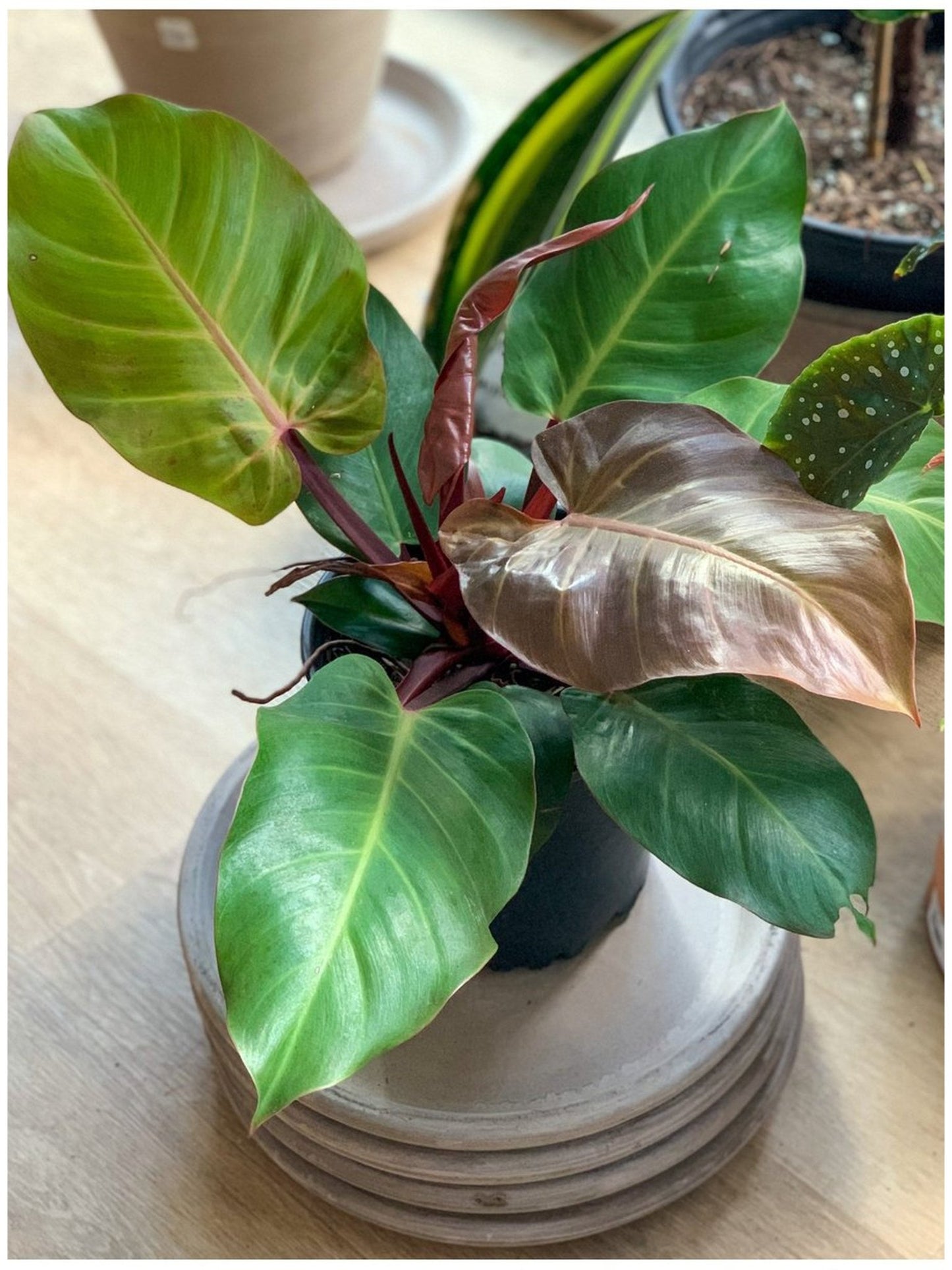 McColley (Philodendron) - Alma Plantes