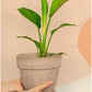 Jeune Perrine (Strelitzia)