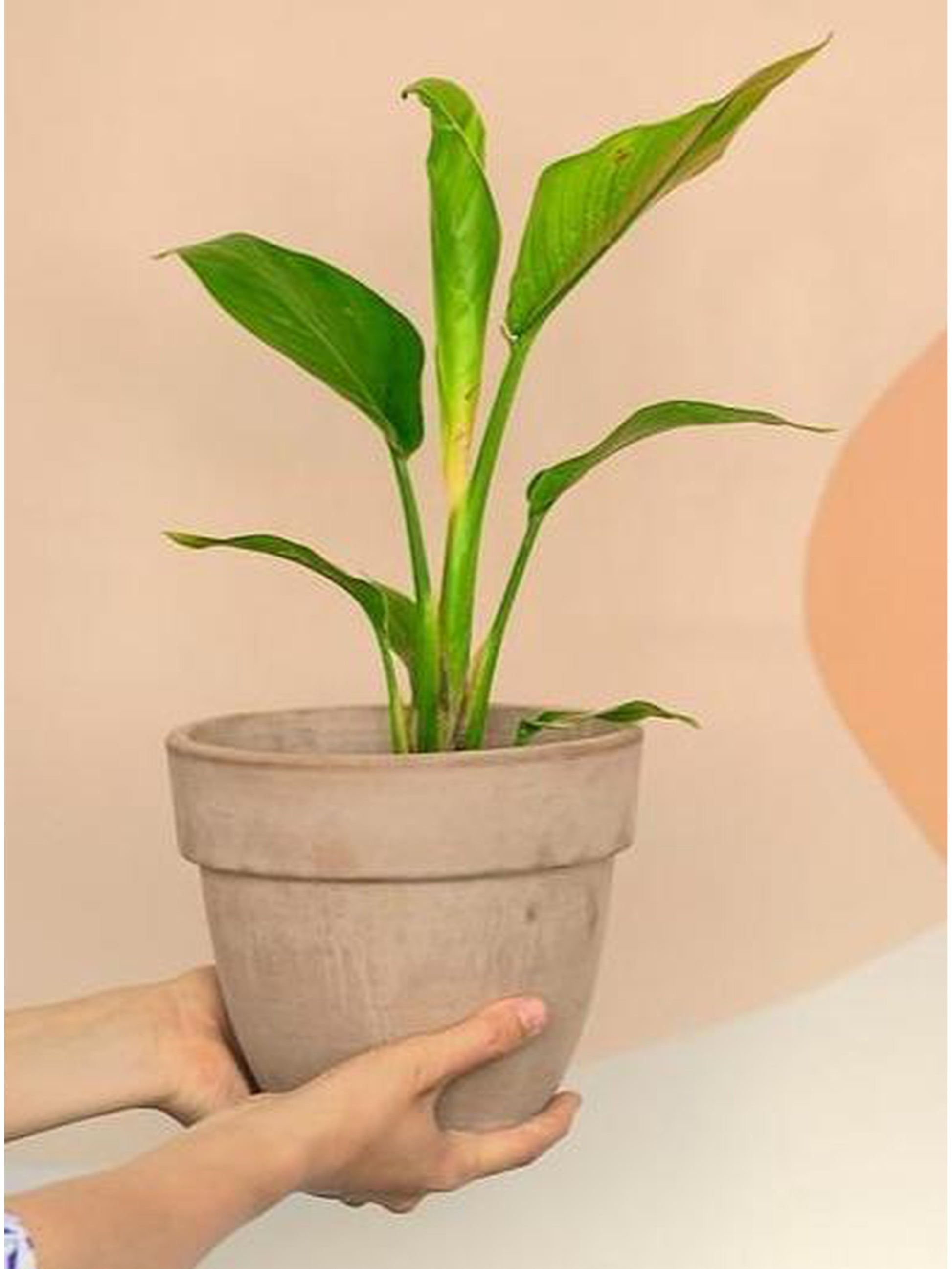 Jeune Perrine (Strelitzia)