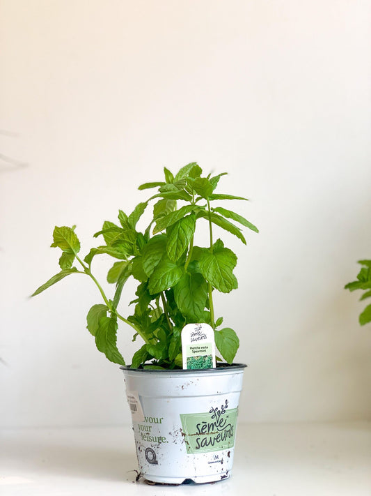 Menthe verte - Alma Plantes