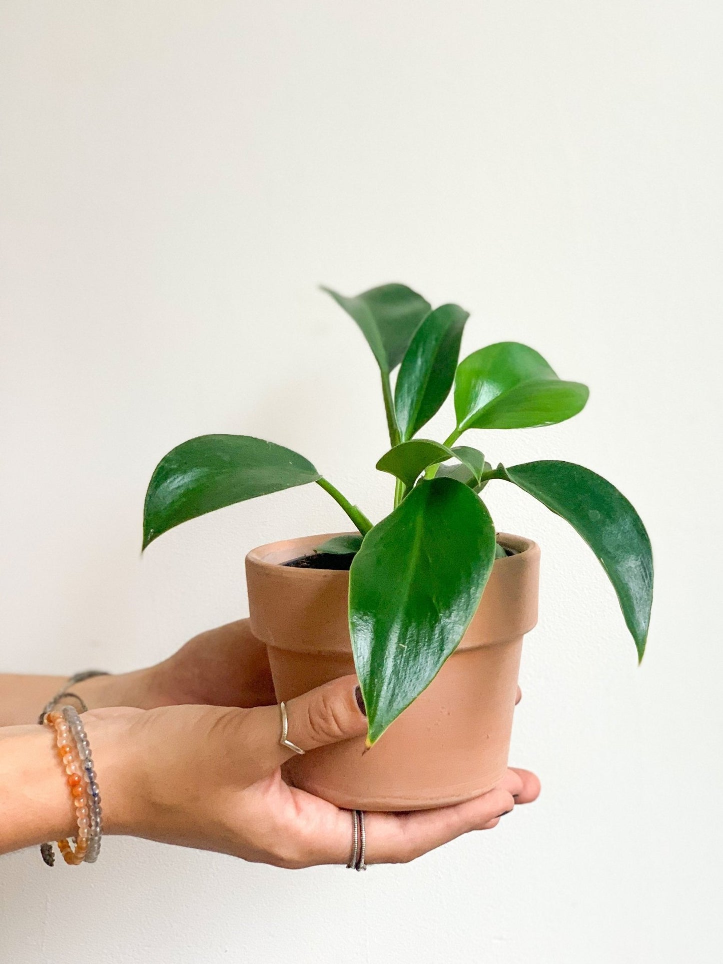 Mia (Philodendron) - Alma Plantes