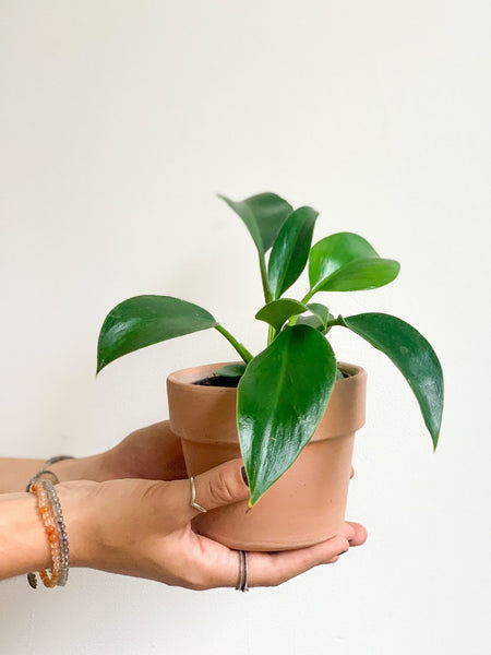 mia philodendron Mia (Philodendron) – Alma Plantes