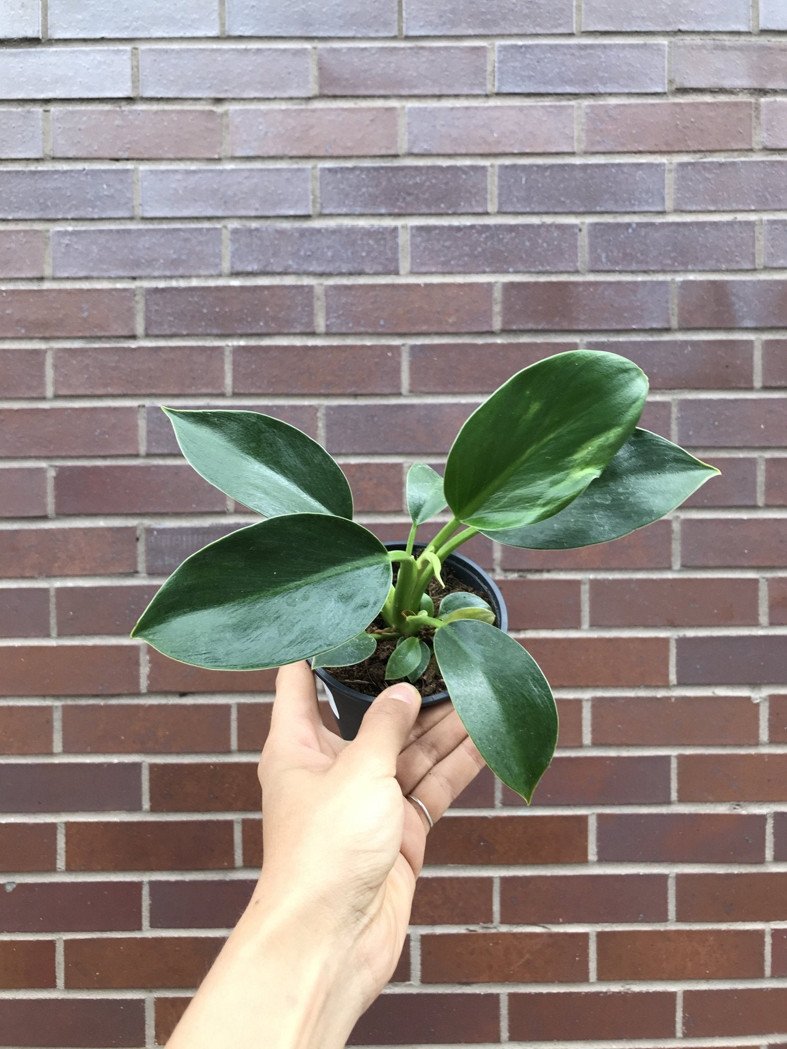 Mia (Philodendron) - Alma Plantes