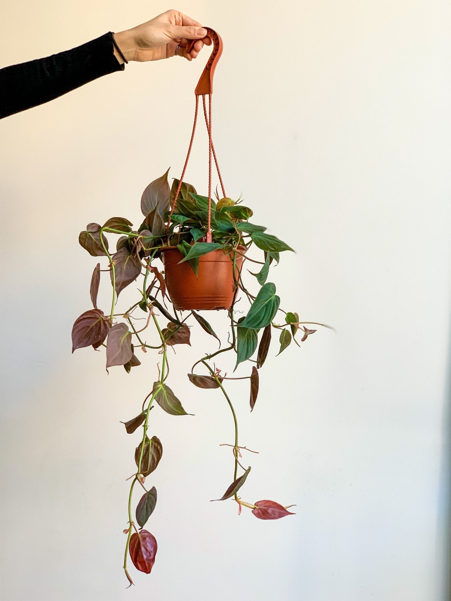 Michael (Philodendron) - Alma Plantes