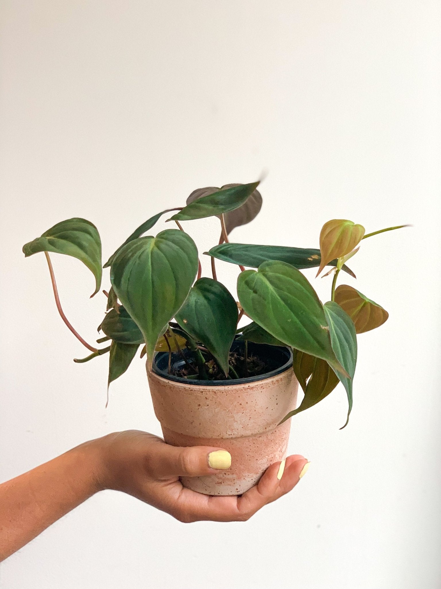 Michael (Philodendron) - Alma Plantes