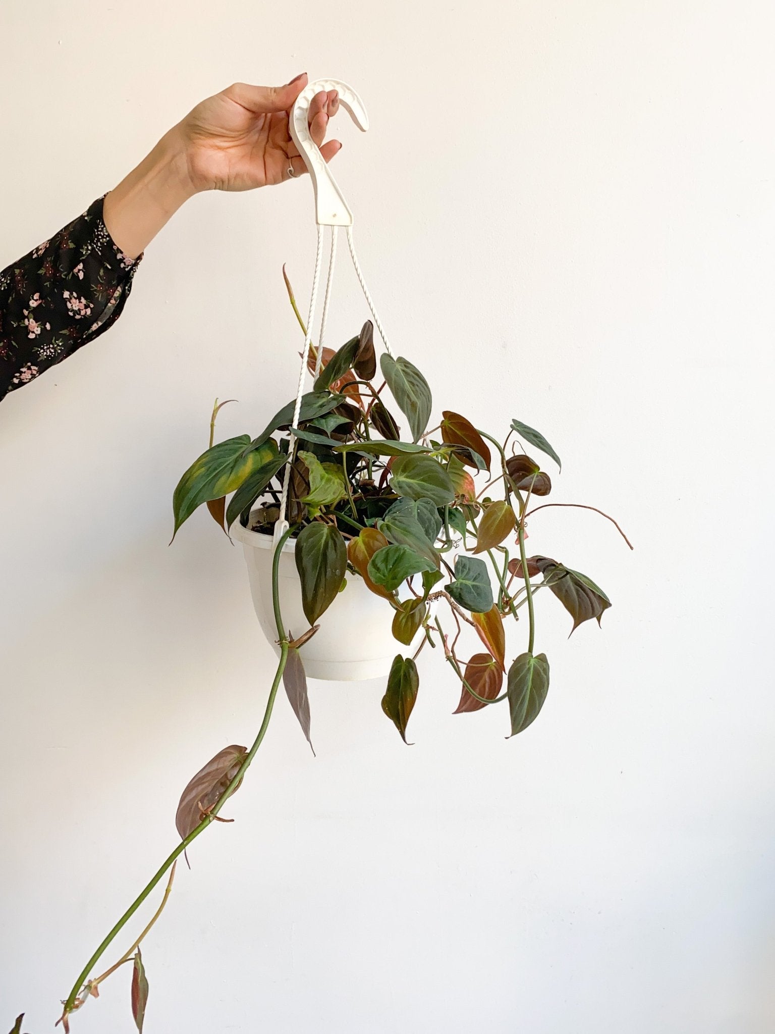 Michael (Philodendron) - Alma Plantes