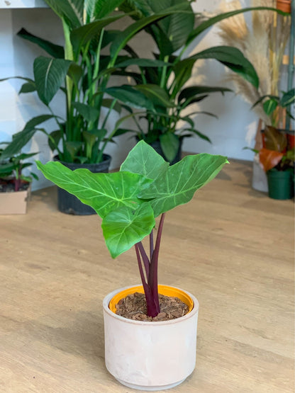 Michael Scott (Alocasia) - Alma Plantes