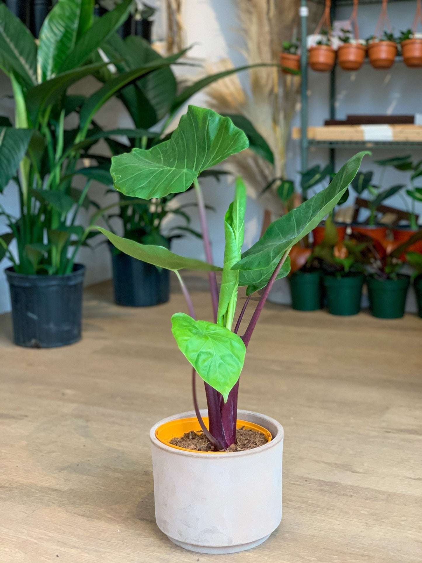 Michael Scott (Alocasia) - Alma Plantes