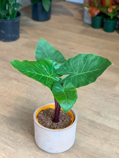 Michael Scott (Alocasia) - Alma Plantes