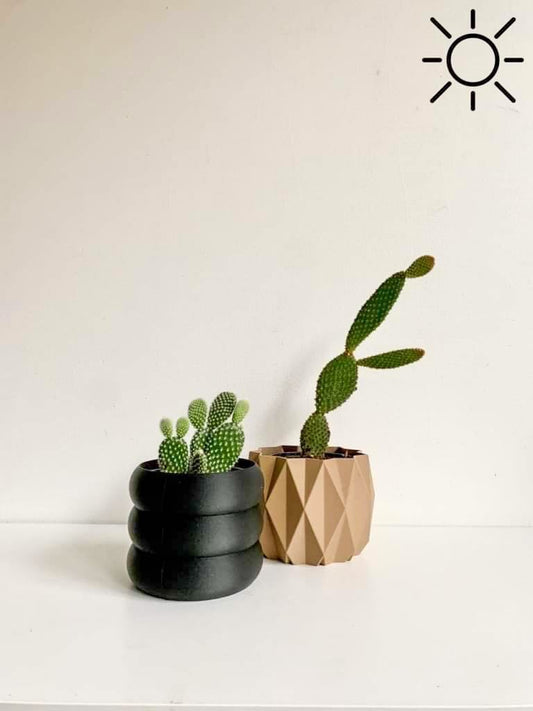 Mickey (Opuntia) - Alma Plantes