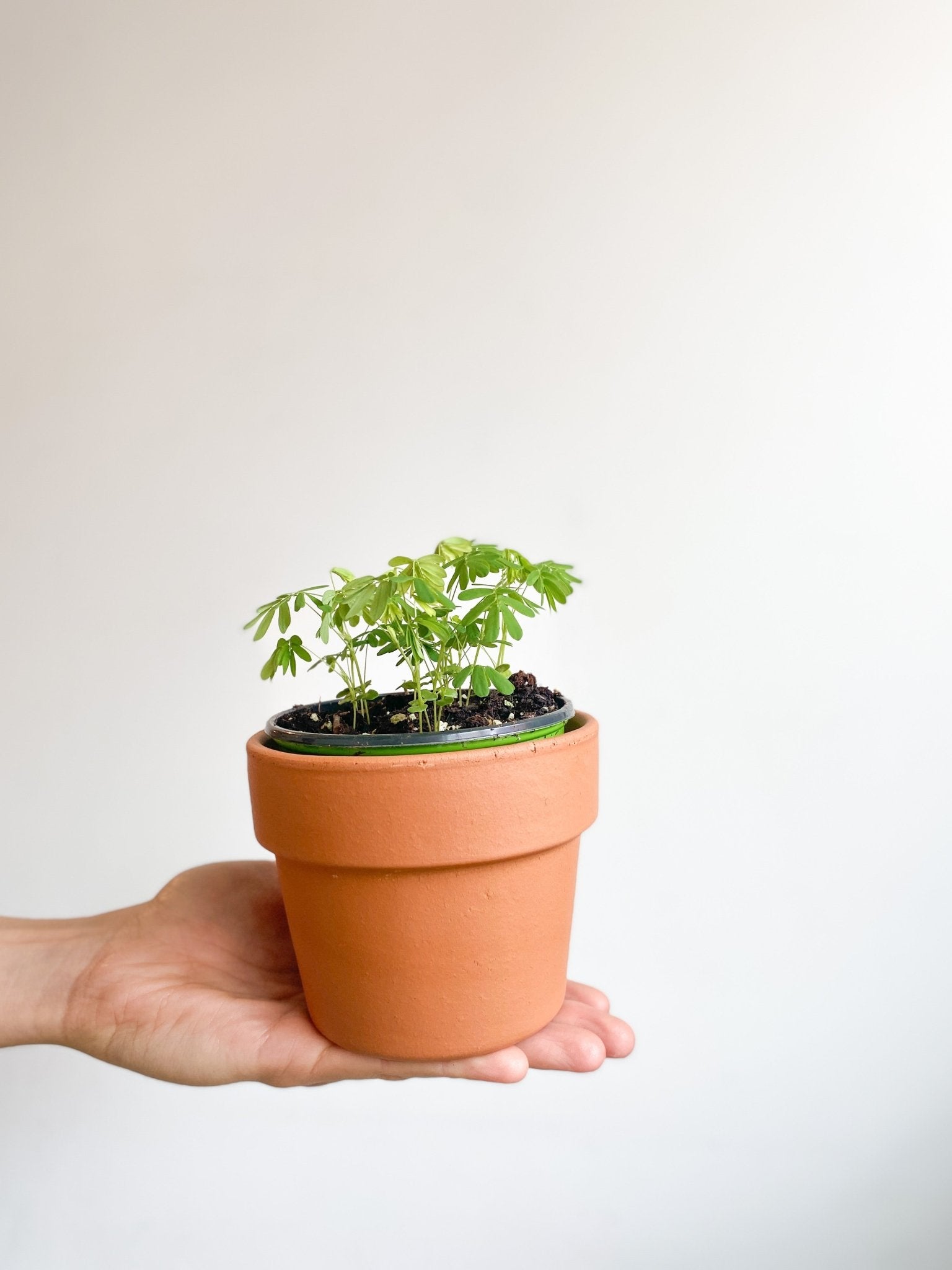 Mimi (Mimosa) - Alma Plantes