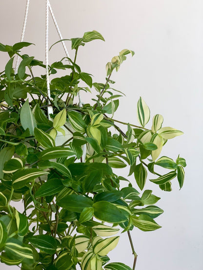 Mina (Tradescantia) - Alma Plantes