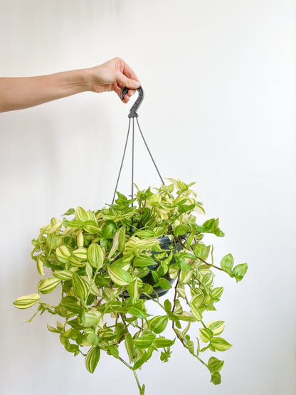 Mina (Tradescantia) - Alma Plantes