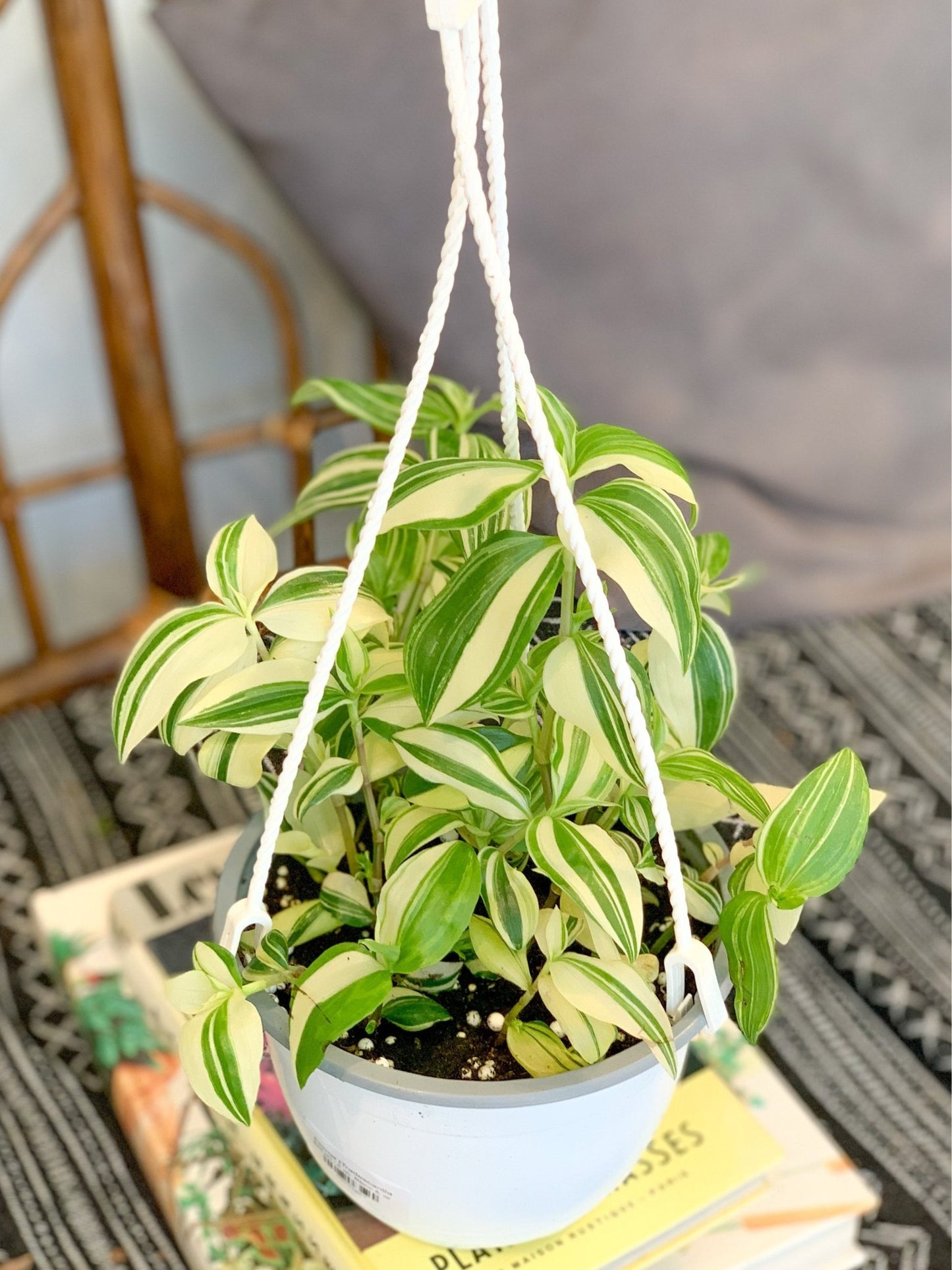 Mina (Tradescantia) - Alma Plantes