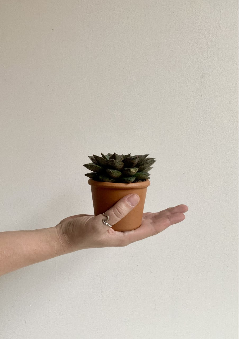 Mini Cache - pot en Terre Cuite - Alma Plantes