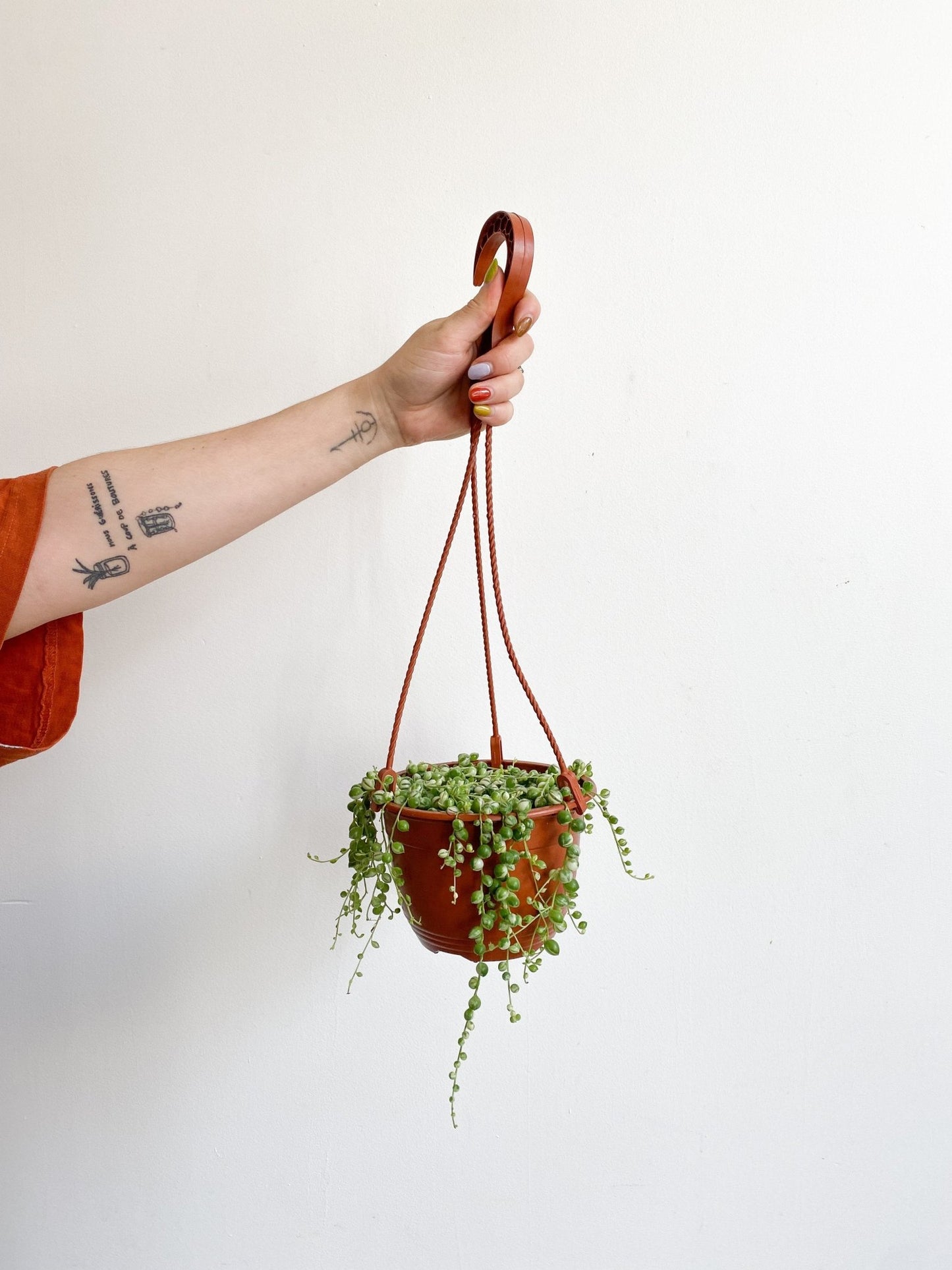 Miss Binnette (Senecio) - Alma Plantes