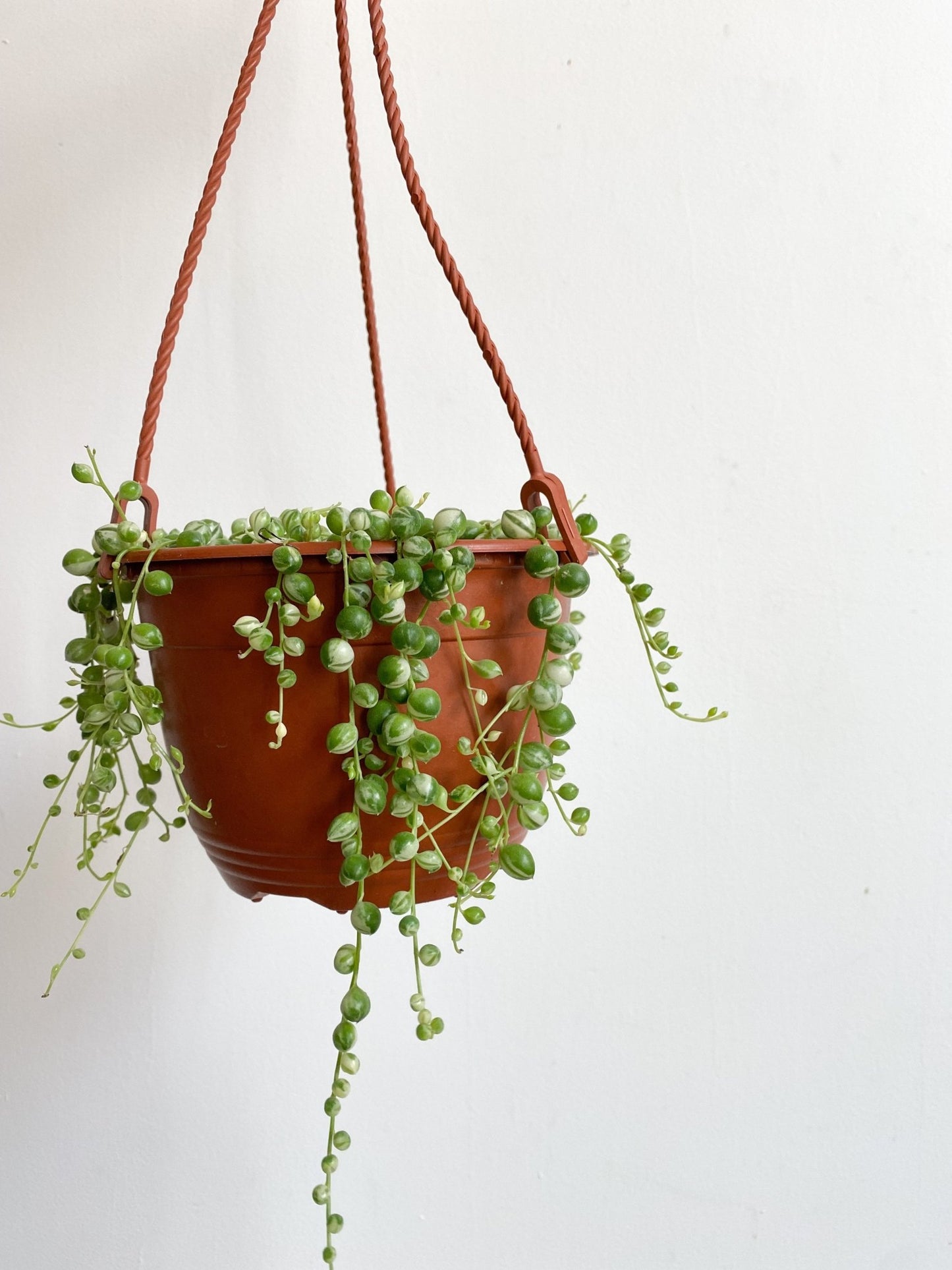 Miss Binnette (Senecio) - Alma Plantes