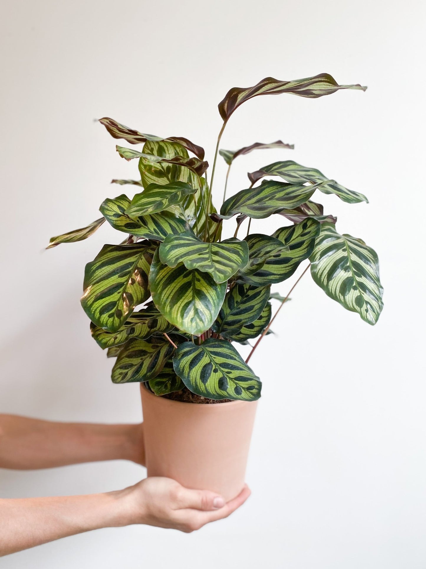 Moana (Calathea) - Alma Plantes