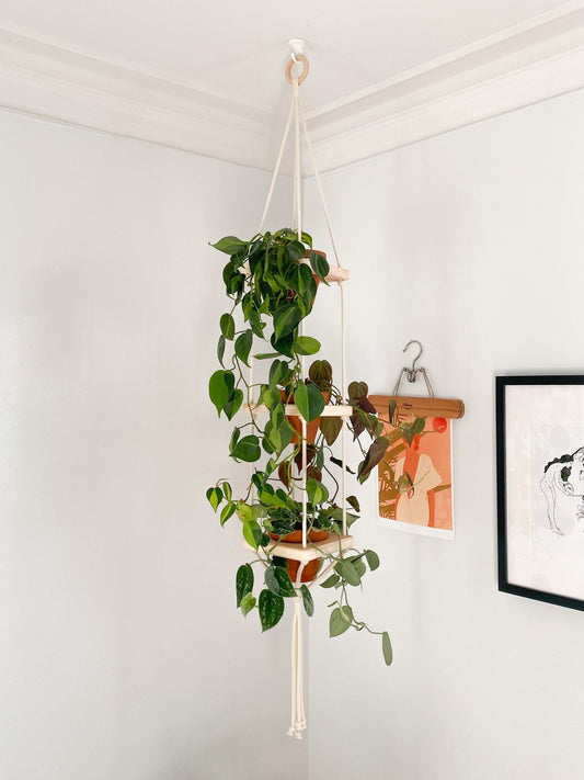 Modules en bois - Alma Plantes