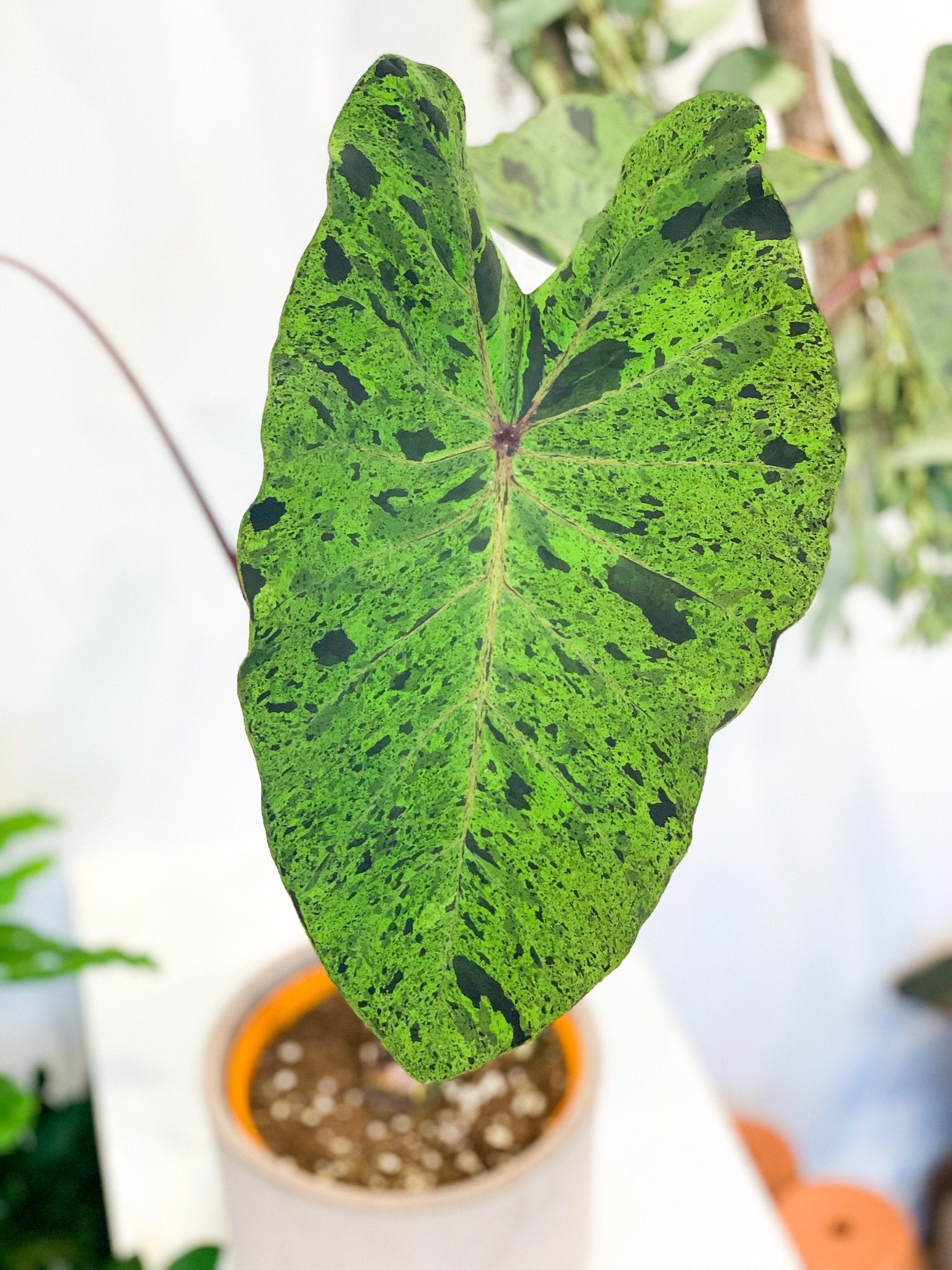 Mojito (Colocasia) - Alma Plantes