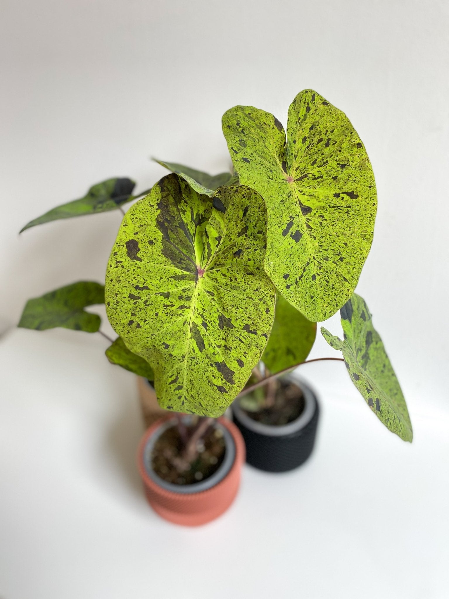 Mojito (Colocasia) - Alma Plantes