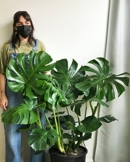 Monica (Monstera) - Alma Plantes