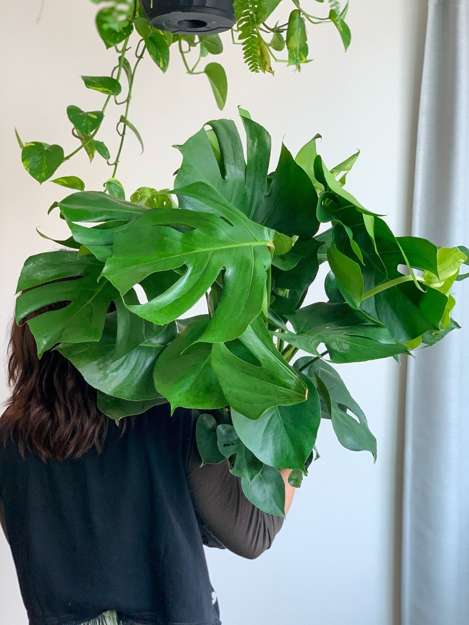 Monica (Monstera) - Alma Plantes