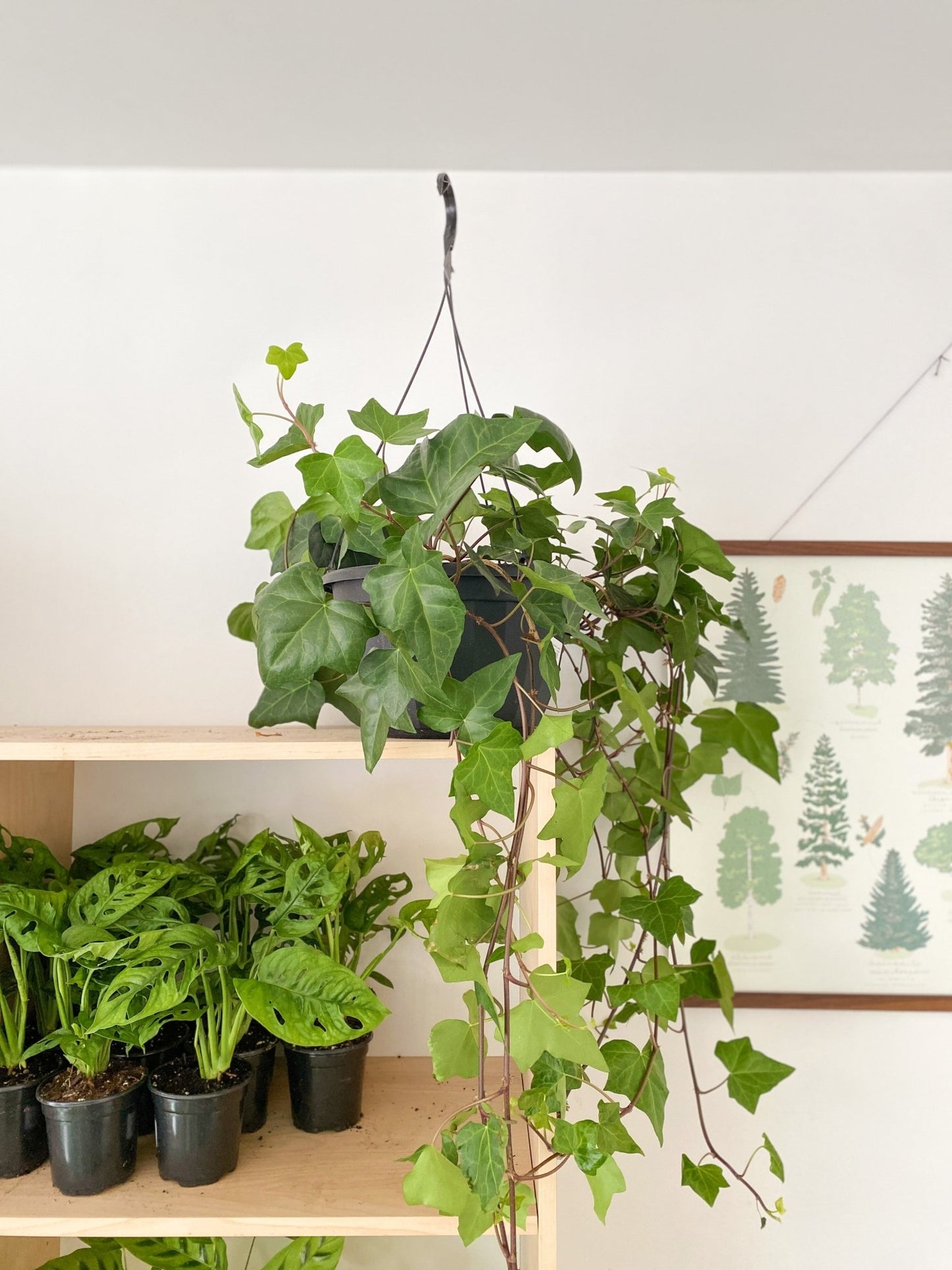 Montgomery (Lierre) - Alma Plantes