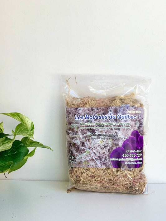 Mousse de Sphaigne - Alma Plantes