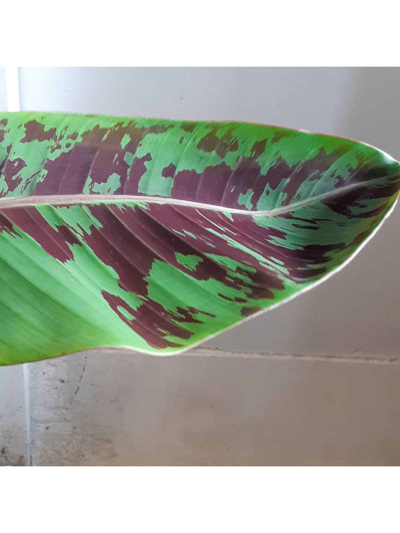 Musa (Bananier) - Alma Plantes