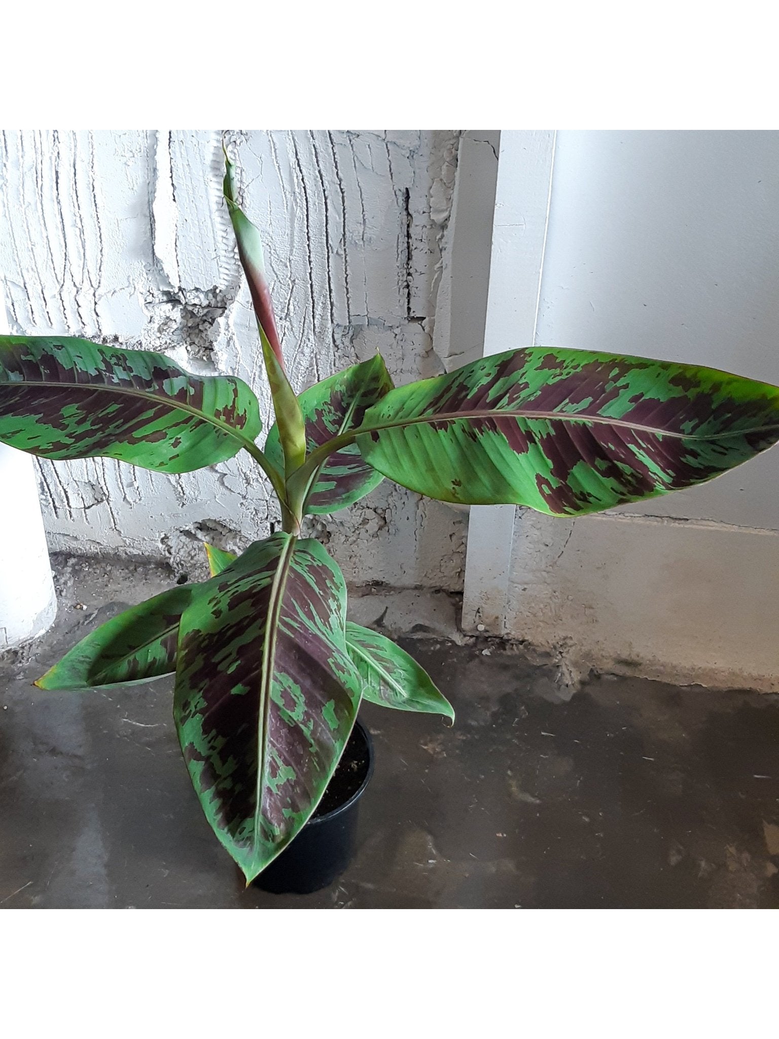 Musa (Bananier) - Alma Plantes