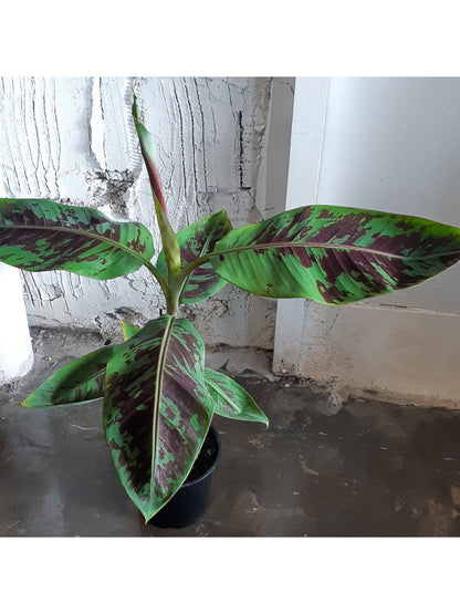 Musa (Bananier) - Alma Plantes