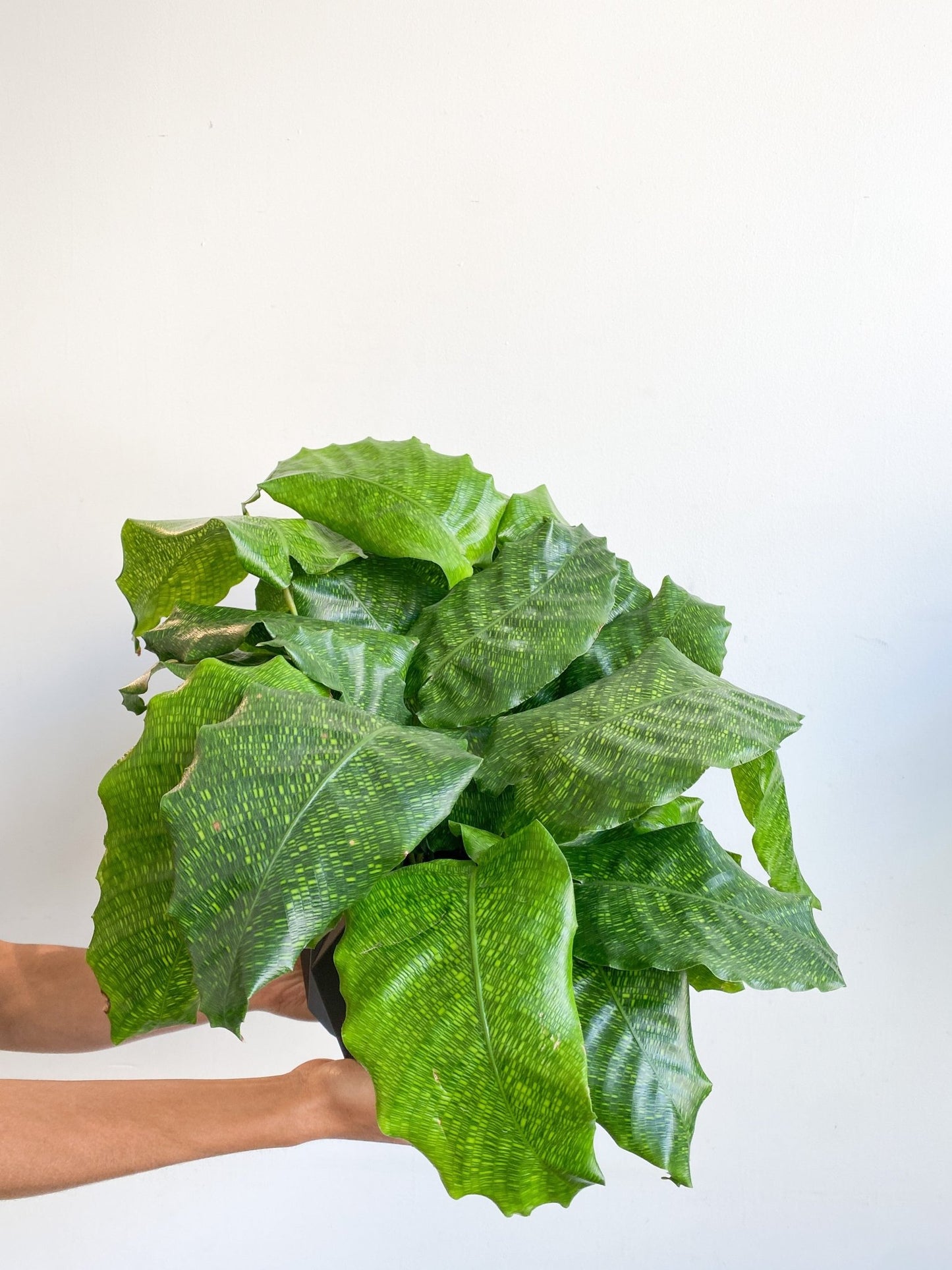 Musaica (Calathea) - Alma Plantes