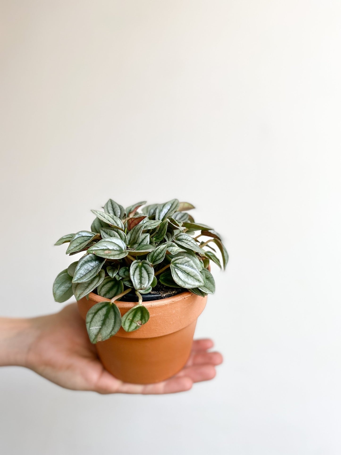 Napoli (Peperomia) - Alma Plantes