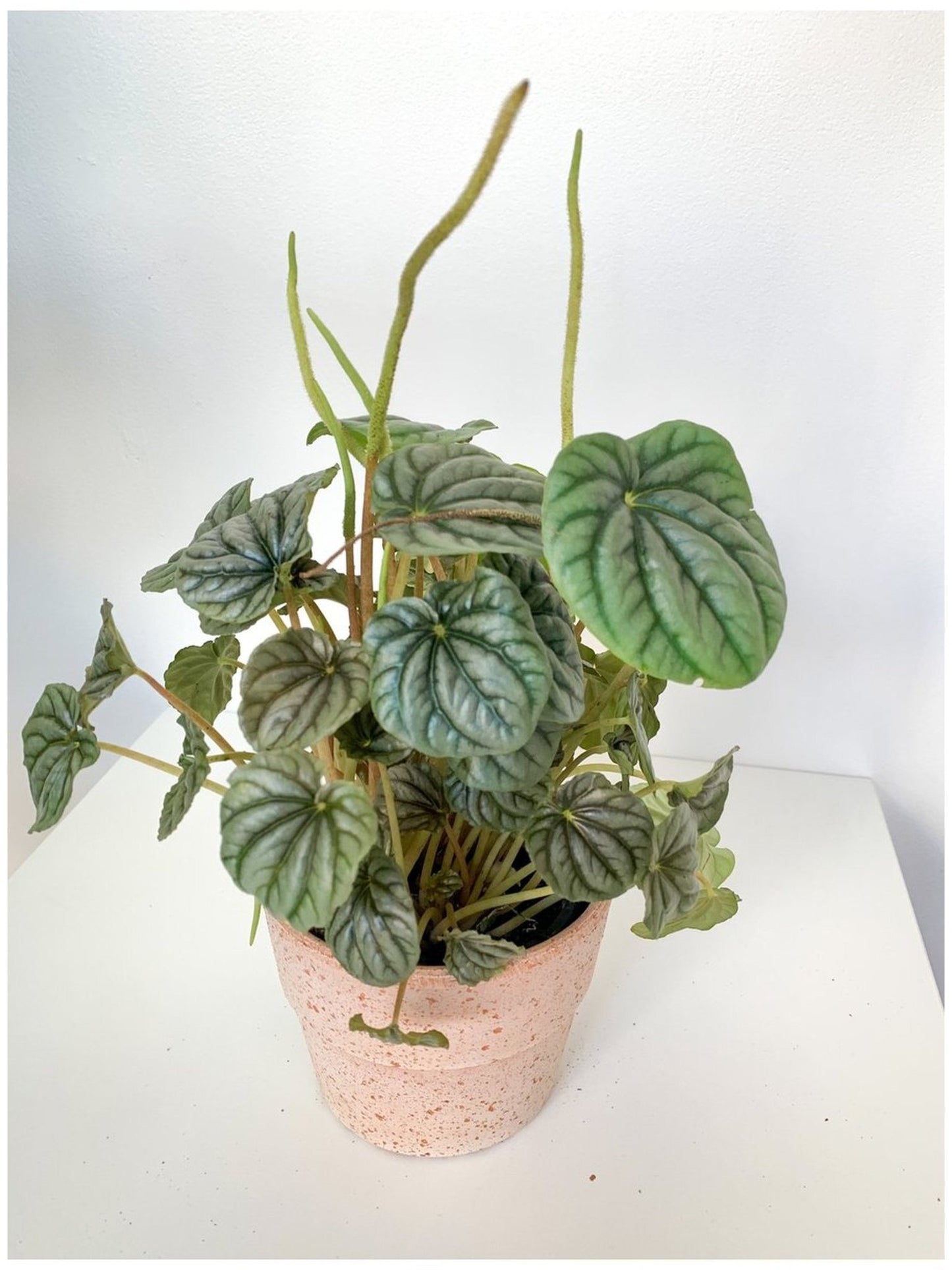 Napoli (Peperomia) - Alma Plantes