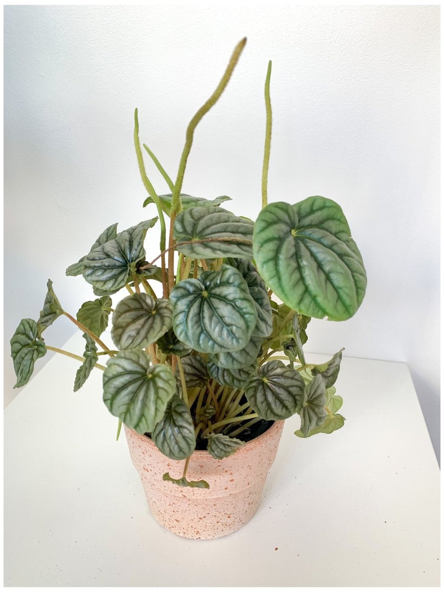 Napoli (Peperomia) - Alma Plantes