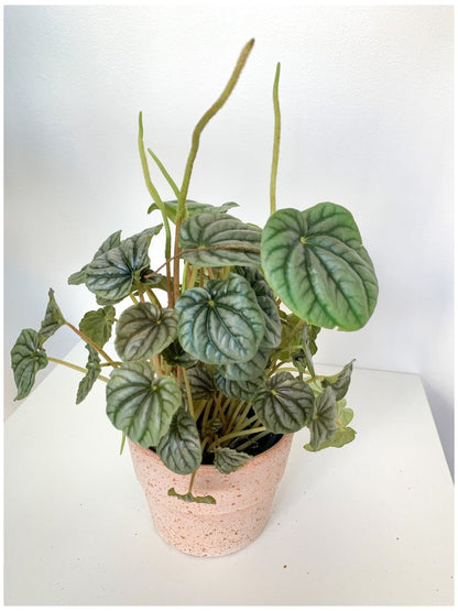 Napoli (Peperomia) - Alma Plantes