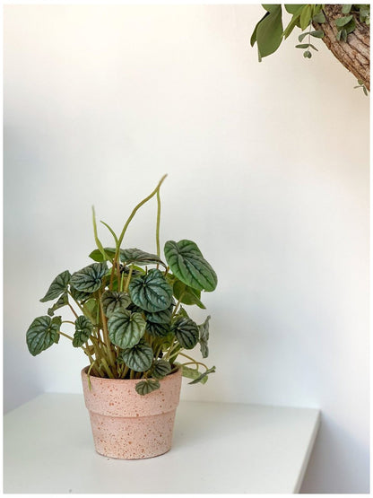 Napoli (Peperomia) - Alma Plantes