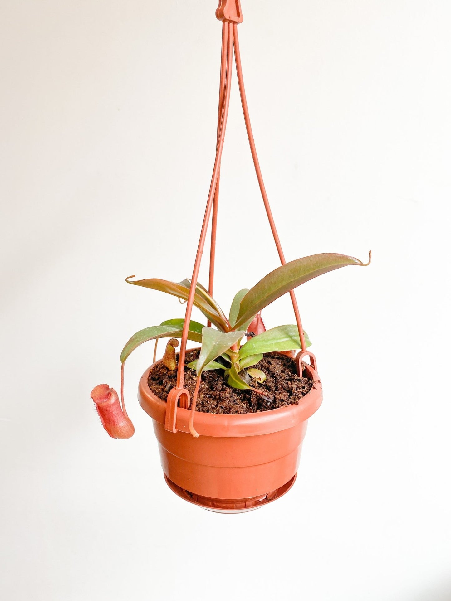 Nephtalie (Nepenthes) * plante carnivore - Alma Plantes