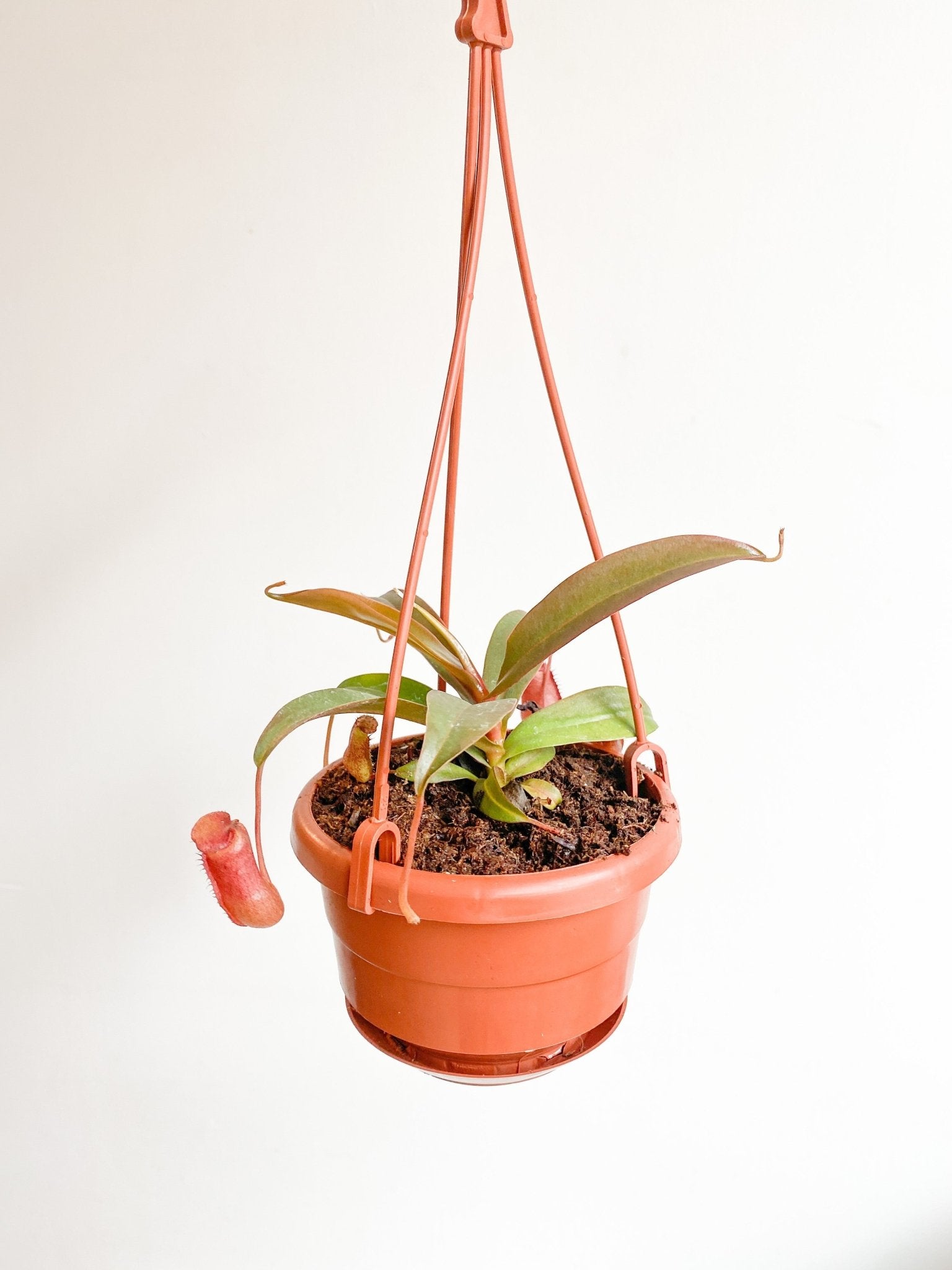 Nephtalie (Nepenthes) * plante carnivore - Alma Plantes