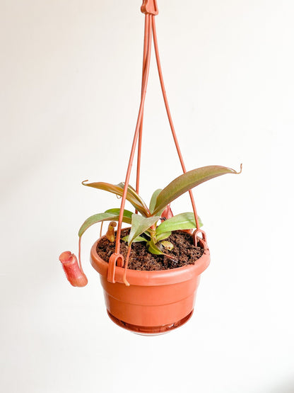 Nephtalie (Nepenthes) * plante carnivore - Alma Plantes